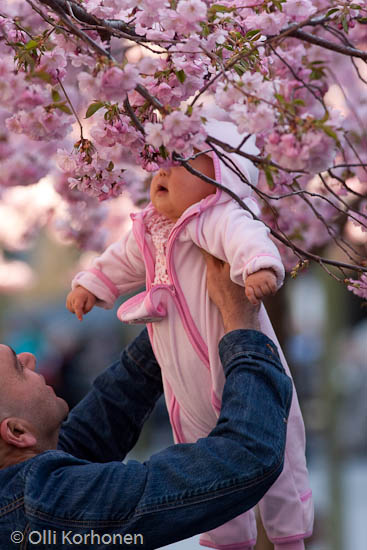 A baby sniffing a cherry blossom in bloom.