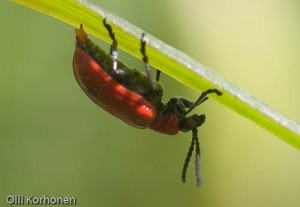 Liljakukko, Lilioceris lilii